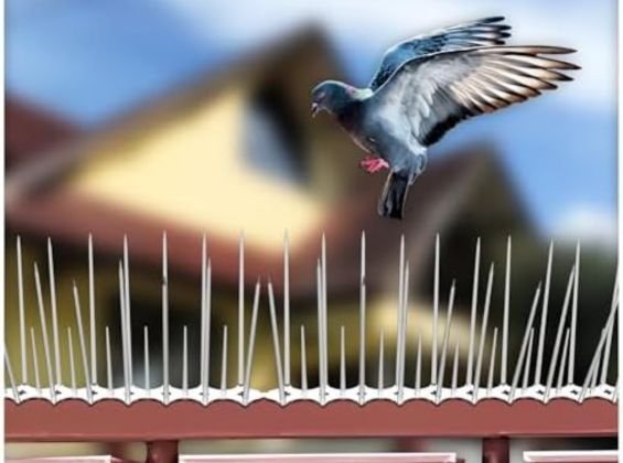 Bird and Pigeon Spikes