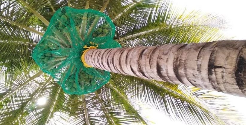 Coconut Tree Safety Nets