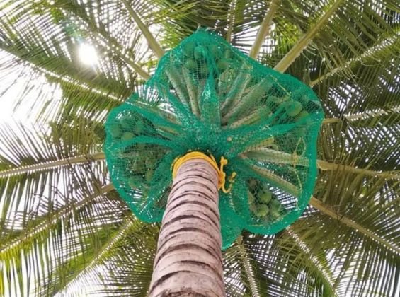 Coconut Tree Safety Nets in Bangalore