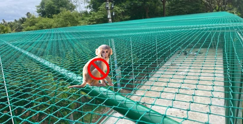 Monkey Safety Nets