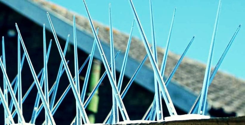 Bird and Pigeon Spikes